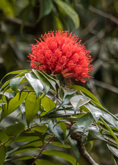 Brownea macrophylla