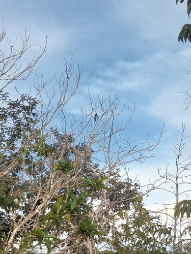 Brown Jacamar (Brachygalba lugubris)