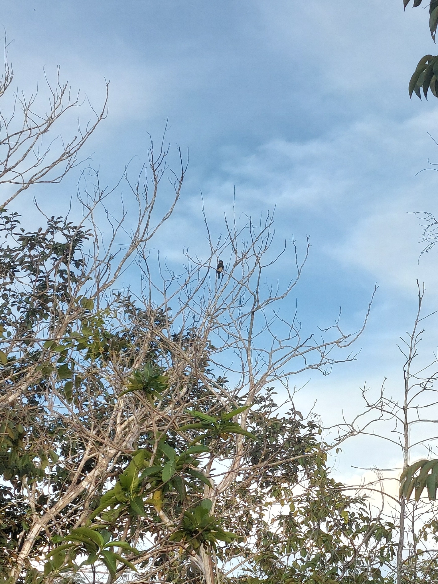 Brown Jacamar (Brachygalba lugubris), photo 1