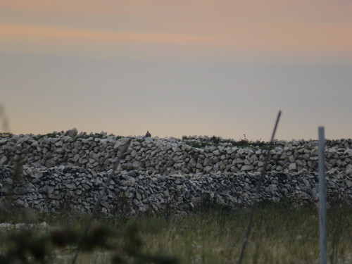 Jarebica kamenjarka (Alectoris graeca)