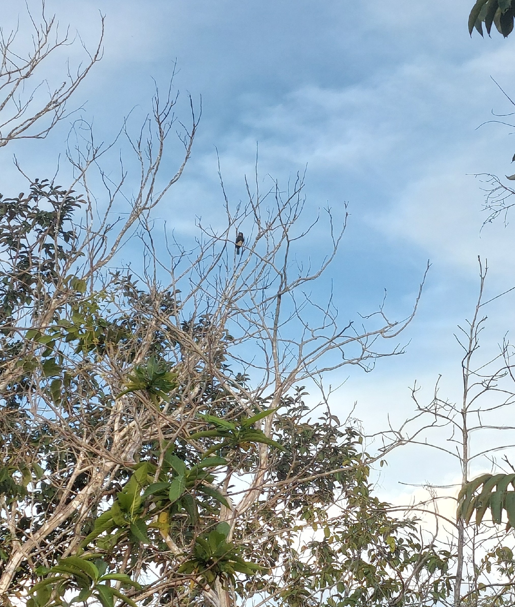 Brown Jacamar (Brachygalba lugubris), photo 2