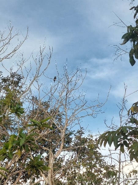Brown Jacamar (Brachygalba lugubris), photo 3