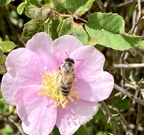 iNaturalist observation photo of Western Honey Bee