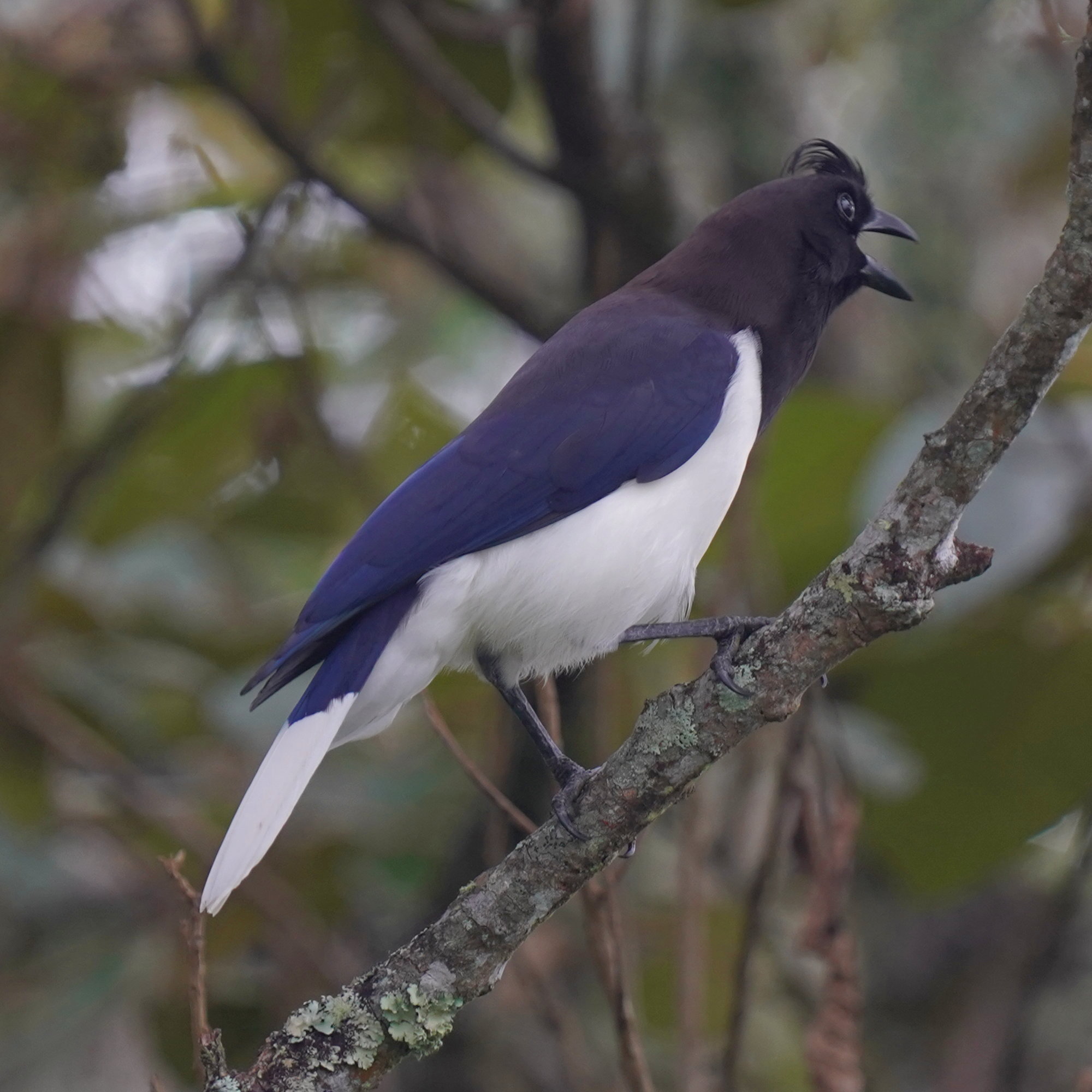 Curl-crested Jay (Cyanocorax cristatellus), photo 10