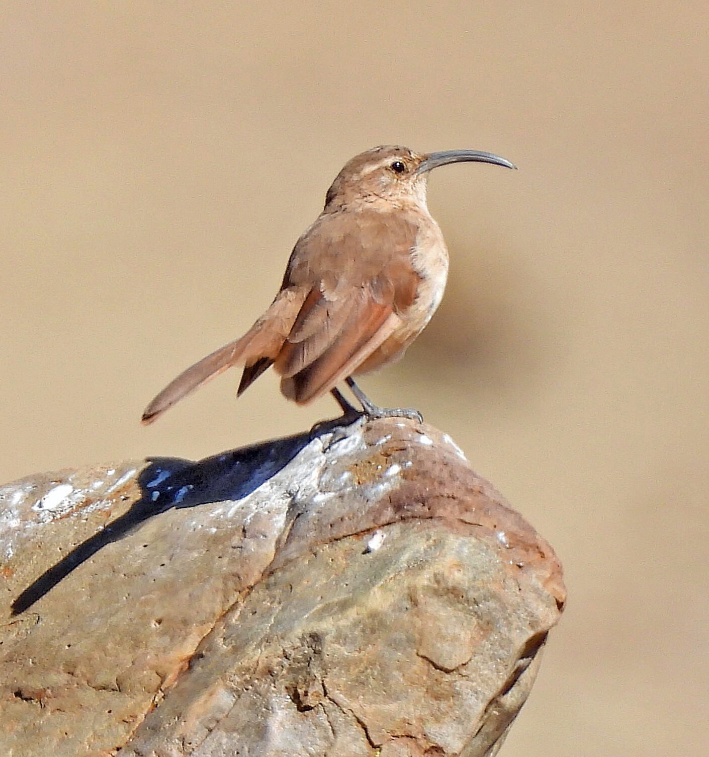 Buff-breasted Earthcreeper (Upucerthia validirostris), photo 2