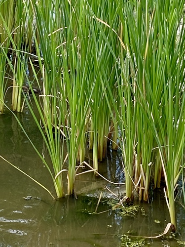 iNaturalist observation photo of Cattails
