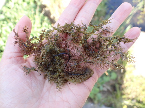 Greater bladderwort