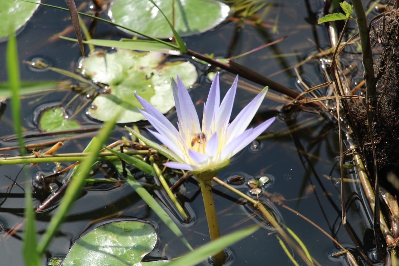 Nymphaea nouchali