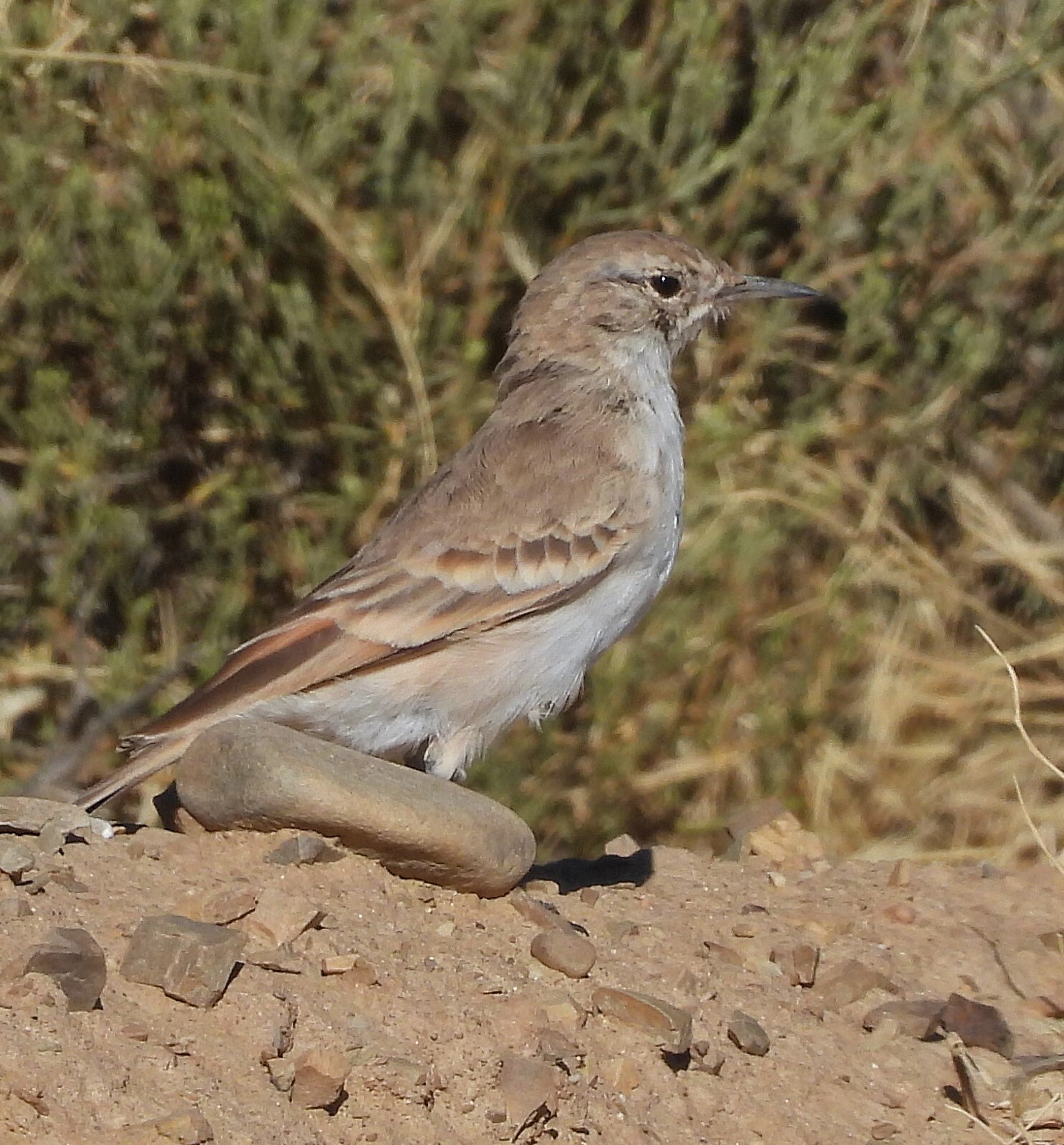 Puna Miner (Geositta punensis), photo 4