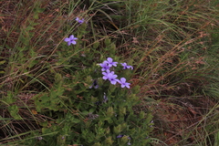 Barleria ovata