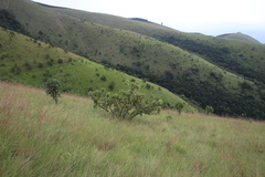Protea gaguedi