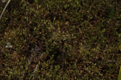 Arenaria leptoclados