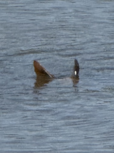 Bat Ray, Olivadi Way, Sacramento, CA, US, photo 9 of 10