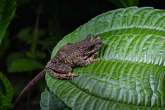 Annandale's High Altitude Frog photo 2