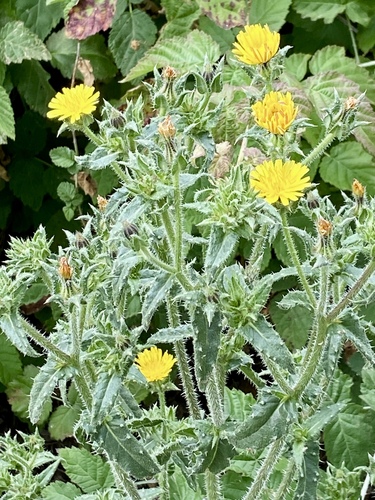 iNaturalist observation photo of bristly oxtongue