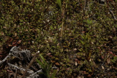 Arenaria leptoclados