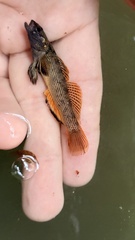 Corrugated Darter photo 1