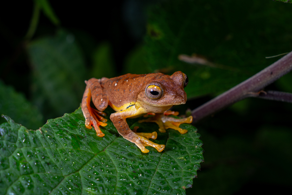 Rhacophorus medogensis