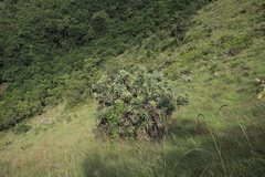 Protea gaguedi