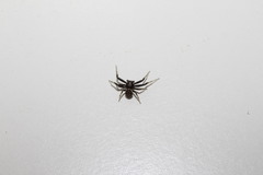 Xysticus thessalicoides