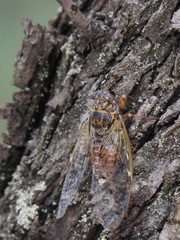 Cicada orni