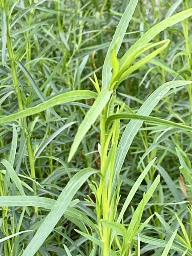 iNaturalist observation photo of western goldenrod