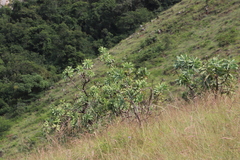 Protea gaguedi