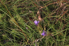 Barleria ovata