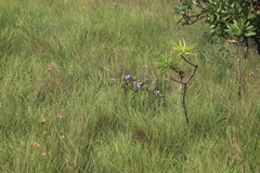 Barleria ovata
