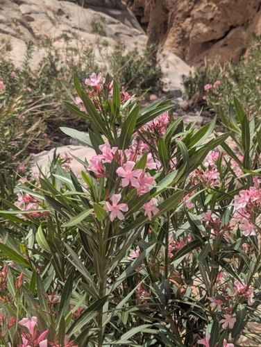 oleander