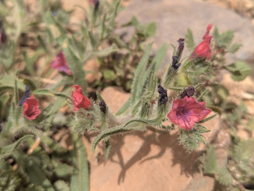 Echium horridum