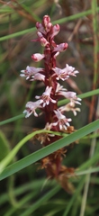 Satyrium cristatum cristatum