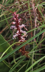 Satyrium cristatum cristatum