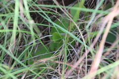 Satyrium cristatum cristatum