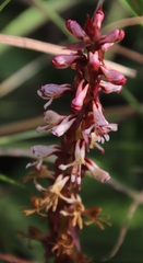 Satyrium cristatum cristatum