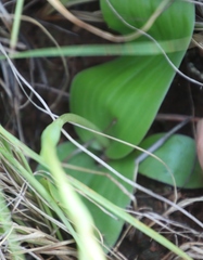 Satyrium cristatum cristatum