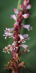 Satyrium cristatum cristatum
