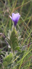 Barleria ovata