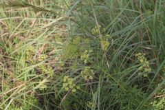 Heteromorpha involucrata