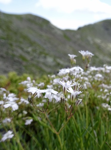 Petit Gypsophile 2
