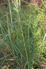 Heteromorpha involucrata