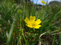 Potentilla grandiflora
