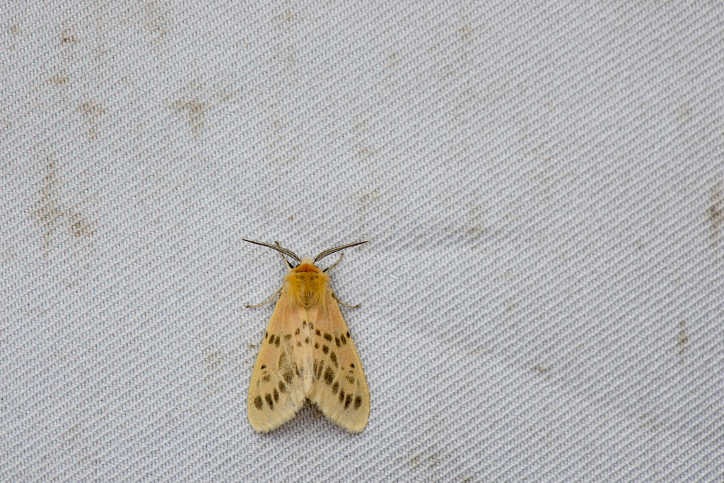 Lemyra moltrechti