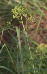 Heteromorpha involucrata