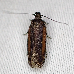 Filatima serotinella