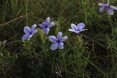 Barleria ovata