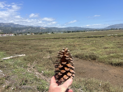 iNaturalist observation photo of pines