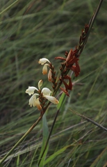 Watsonia watsonioides
