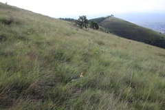Watsonia watsonioides