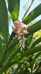Alpinia nutans